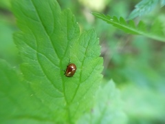 Chrysolina polita