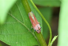 Bothrogonia indistincta
