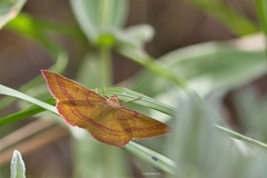Rhodostrophia calabra
