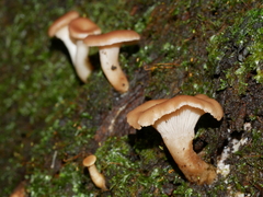 Singerocybe clitocyboides