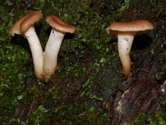 Singerocybe clitocyboides