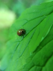 Chrysolina polita
