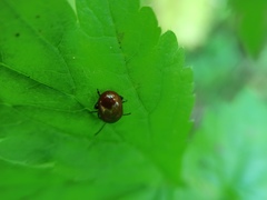 Chrysolina polita