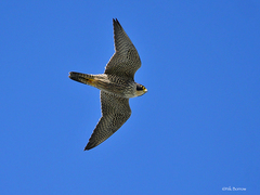 Falco peregrinus macropus