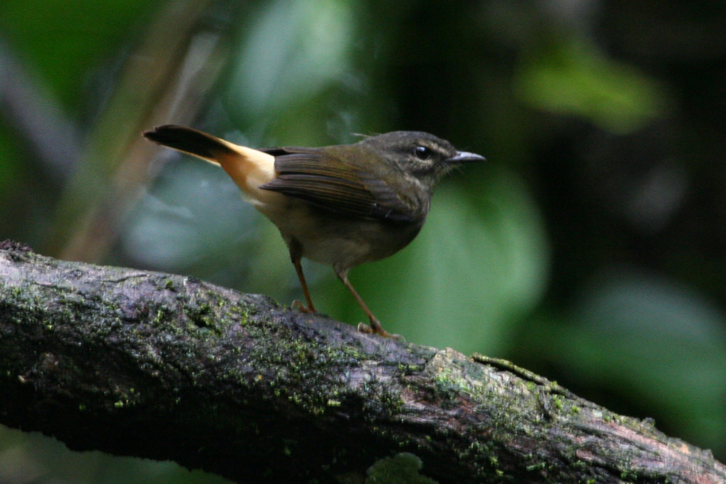 Myiothlypis