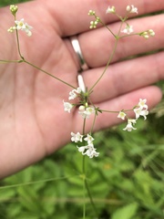 Galium octonarium
