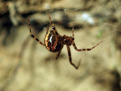 Theridion zantholabio