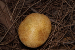 Austroboletus occidentalis