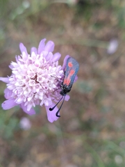 Zygaena sarpedon