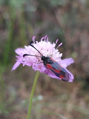 Zygaena sarpedon