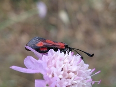 Zygaena sarpedon