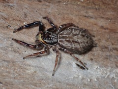 Adoxotoma nodosa