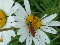 Anastrangalia dubia