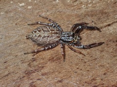Adoxotoma nodosa