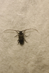 Exocentrus adspersus