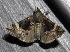 Hypena palparia