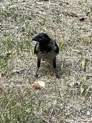Corvus cornix