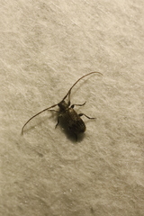 Exocentrus adspersus