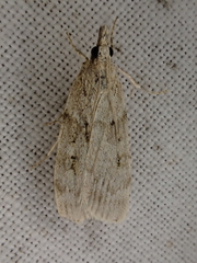 Scoparia subfusca