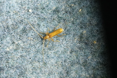 Axinopalpis gracilis