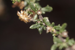 Olearia paucidentata