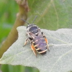 Nomia elliotii