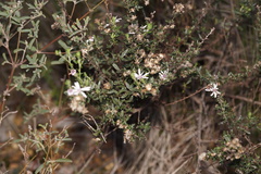 Olearia paucidentata