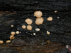 Trichoderma nothescens
