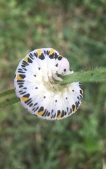 Cimbex quadrimaculatus