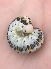 Cimbex quadrimaculatus