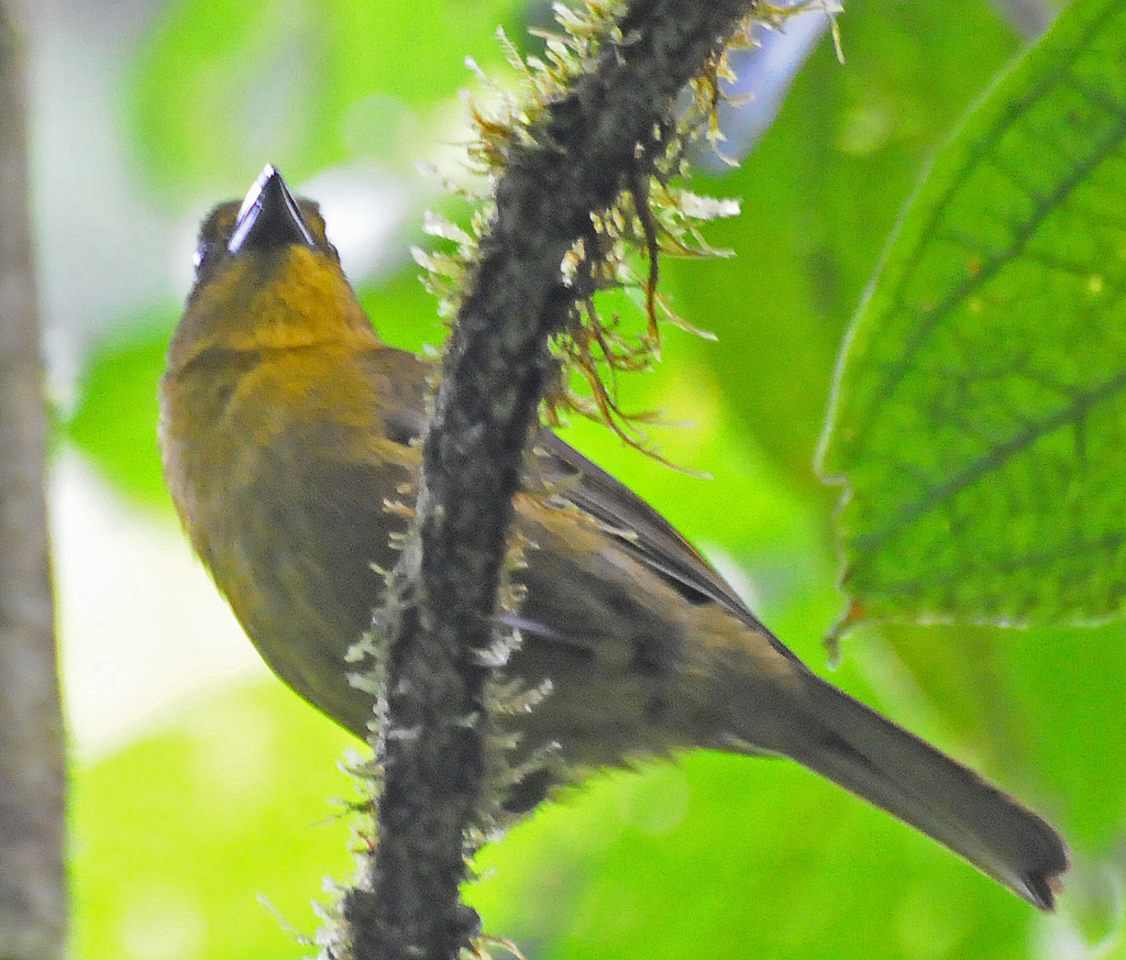 Carmiol's Tanager (Birds of Tambopata) · iNaturalist