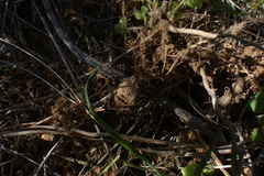 Oxalis imbricata