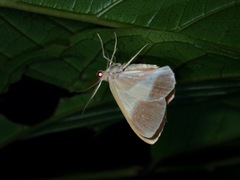 Plutodes