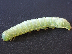 Orthosia cerasi