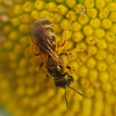 Halictus aerarius