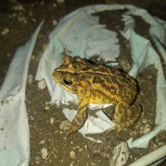 Incilius coccifer