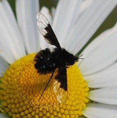 Bombylella koreanus