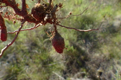 Oxalis imbricata