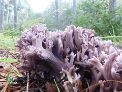 Ramaria cedretorum