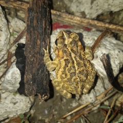Incilius coccifer