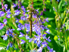Orthetrum cancellatum