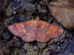 Sarobides inconclusa