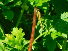 Orthetrum cancellatum