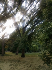 Styphnolobium japonicum