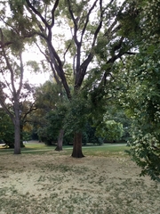 Styphnolobium japonicum