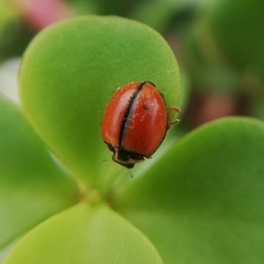 Coccinellidae