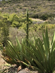 Agave karatto