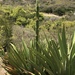 Antigua Agave - Photo (c) Samuel Brinker, some rights reserved (CC BY-NC), uploaded by Samuel Brinker