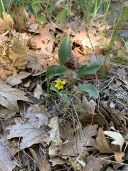 Viola praemorsa linguifolia