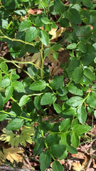 Vaccinium myrtillus
